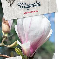 Magnolia soulangeana