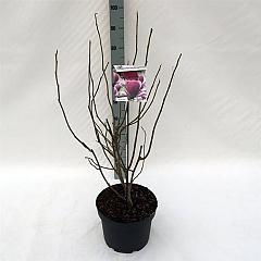 Magnolia soul. 'Rustica Rubra'