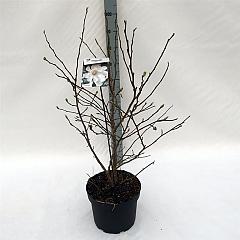 Magnolia stellata