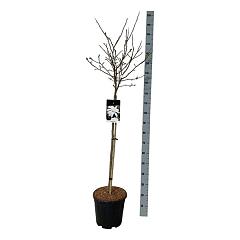 Magnolia stellata