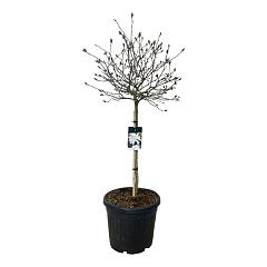 Magnolia stellata