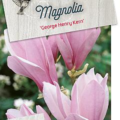 Magnolia 'George Henry Kern'