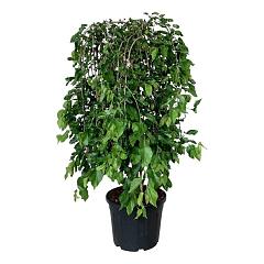 Morus alba 'Pendula'