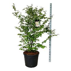 Parrotia persica