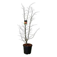 Parrotia persica 'Bella'
