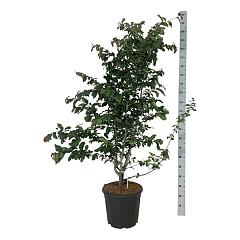 Parrotia persica 'Bella'