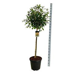 Photinia fraseri 'Red Robin'