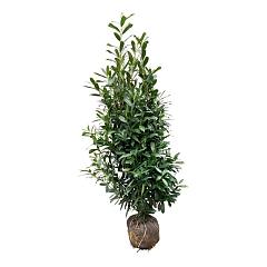 Prunus l. 'Caucasica'