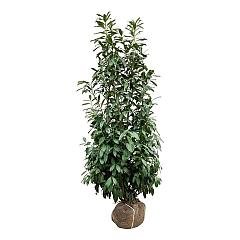 Prunus l. 'Caucasica'