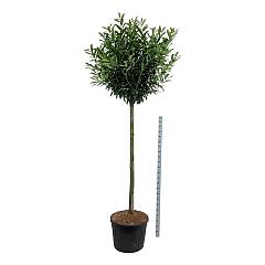 Prunus l. 'Caucasica'