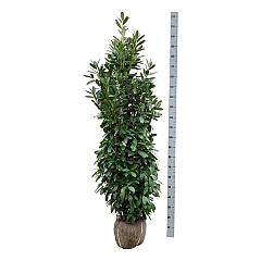 Prunus l. 'Genolia'(R)