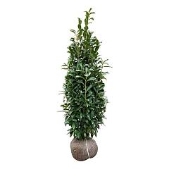 Prunus l. 'Genolia'(R)