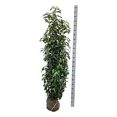 Prunus l. 'Genolia'(R)