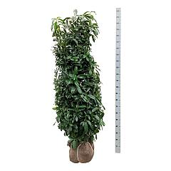 Prunus l. 'Genolia'(R)
