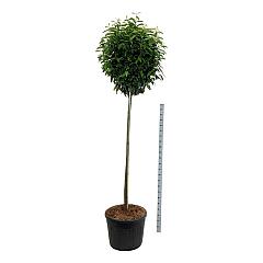 Prunus l. 'Genolia'(R)