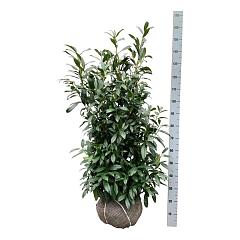 Prunus l. 'Herbergii'