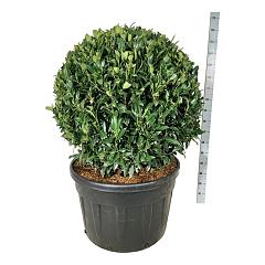 Prunus l. 'Herbergii'