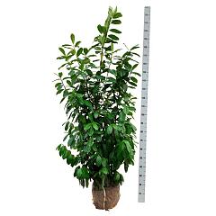 Prunus l. 'Novita'