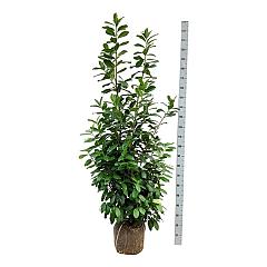 Prunus l. 'Novita'