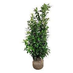 Prunus l. 'Novita'