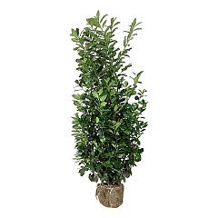 Prunus l. 'Novita'
