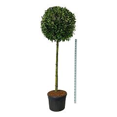Prunus l. 'Novita'