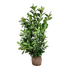 Prunus l. 'Rotundifolia'