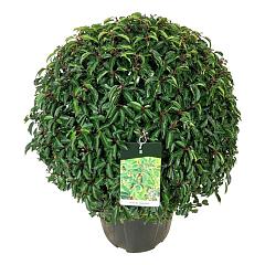 Prunus lusitanica 'Angustifolia'