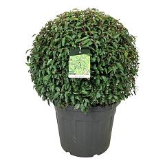 Prunus lusitanica 'Angustifolia'