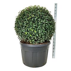 Prunus lusitanica 'Angustifolia'