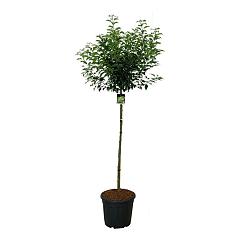Prunus lusitanica 'Brenolia' ®