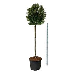 Prunus lusitanica 'Brenolia' ®