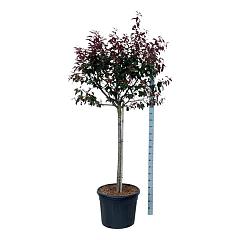 Prunus persicoides 'Spring Glow'