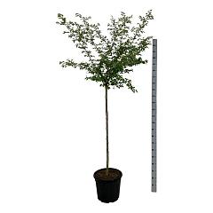 Prunus subh. 'Autumnalis Rosea'