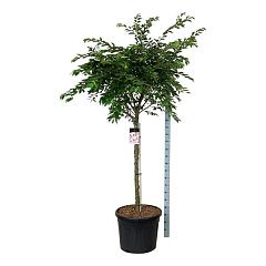 Prunus subh. 'Autumnalis Rosea'