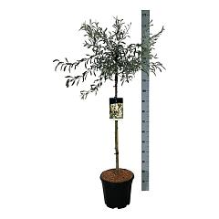 Pyrus salicifolia 'Pendula'