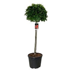 Quercus pal. 'Green Dwarf'