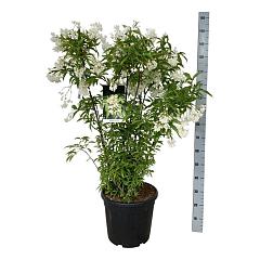 Staphylea colchica
