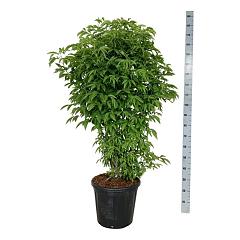 Staphylea colchica