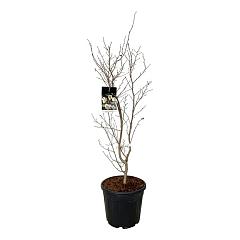 Stewartia pseudocamellia