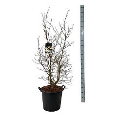 Stewartia pseudocamellia