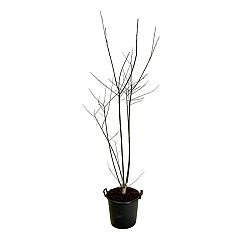 Styrax japonicus