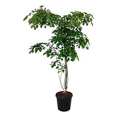 Styrax japonicus