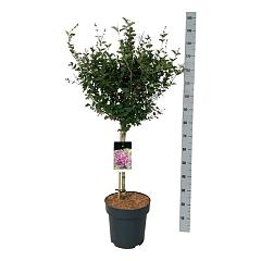 Syringa bloomerang 'Dark Purple'®