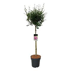 Syringa bloomerang 'Dark Purple'®