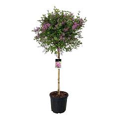 Syringa bloomerang 'Dark Purple'®
