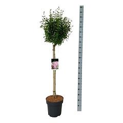 Syringa Flowerfest Pink®