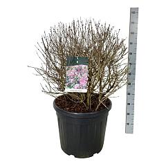 Syringa meyeri 'Palibin'