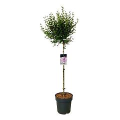 Syringa 'Flowerfest Purple'