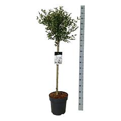 Syringa 'Flowerfest White'